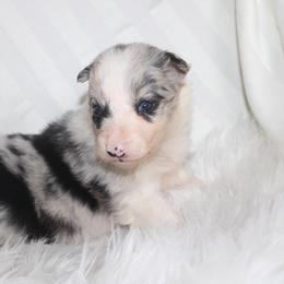 Umi - Blue merle female Border Collie puppy in Cedartown, Georgia from Ferguson Border Collies