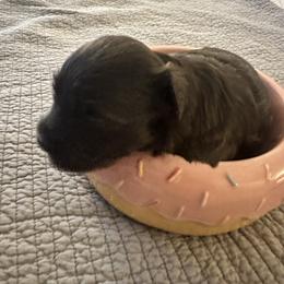 Tux - Chocolate male Havanese puppy in Arizona from HavaDoggie