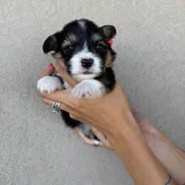 Deegz - Black and tan male Pembroke Welsh Corgi puppy in Benjamin, Utah from Nuna’s  Corgis