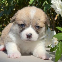 Pizza - Pembroke Welsh Corgi puppy from Corgipuppystore