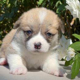 Pizza - Pembroke Welsh Corgi puppy from Corgipuppystore
