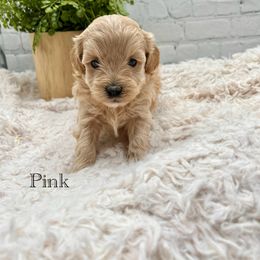 Maltipoo Puppies from Grassy Meadow Pups