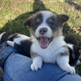 American Corgi and Pembroke Welsh Corgi Puppies from Flying K Corgis