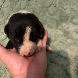 Jock-light blue - Black and white male Border Collie puppy in St. Cloud, Florida from Marcy's Border Collies