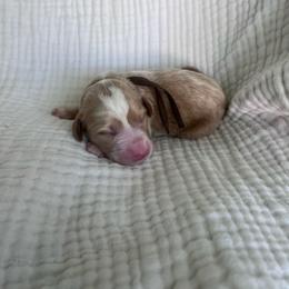 Peter - Red  male Goldendoodle puppy in Calera, Alabama from Red Mountain Minis