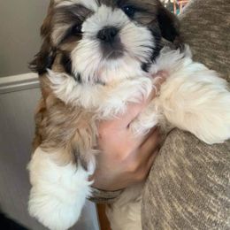 Shih Tzu Puppies from Charlemagne Shih Tzus