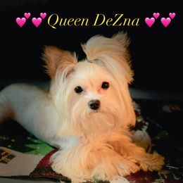 Dezzi - Yorkshire Terrier