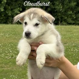 Cloudburst - Gray and white male Alaskan Malamute puppy in Easton, Maryland from Stars Howl-O Kennels by FurEver Friends Inc