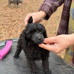 Mae - Blue female Poodle puppy in Florence County, South Carolina from Modern Family Standards