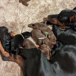 Doberman Pinscher Puppies from Sun Country Dobermanns