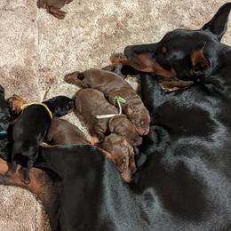 Doberman Pinscher Puppies from Sun Country Dobermanns