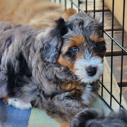 "Jessie Summer 2022" Assorted Doodle Crosses Puppies from Do Wah Diddy Doodles