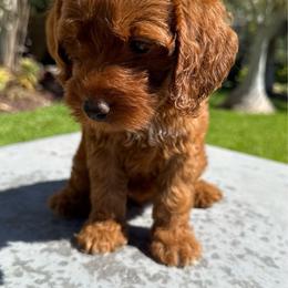 Girl 1 - Red  female Goldendoodle puppy in San Diego, California from Goldendoodles & Poodles of San Diego