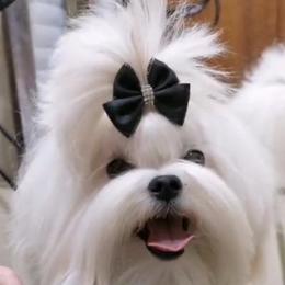 Pheobe - Maltese