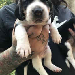 Beagle Puppies from C.R.P. Kennels