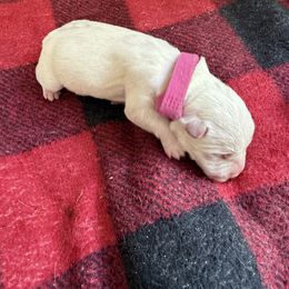 Girl 2 - White female West Highland White Terrier puppy in North Muskegon, Michigan from Bountiful Westies of West Michigan
