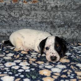 Panda - Piebald female Dachshund puppy in Liberty, Mississippi from Liberty Oaks Aussies and Dachshunds