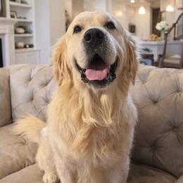 Larry - Golden Retriever