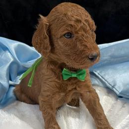Green boy - Red  male Poodle puppy in Bowling Green, Kentucky from Ritzy Red Poodles
