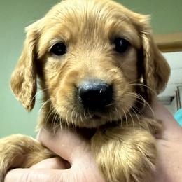 T N T - Dark golden male Golden Retriever puppy in Princeton, Minnesota from Bewitched Goldens