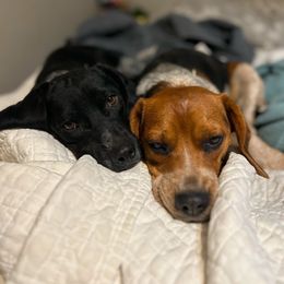 Beagle puppies from Bluebonnet Kennels