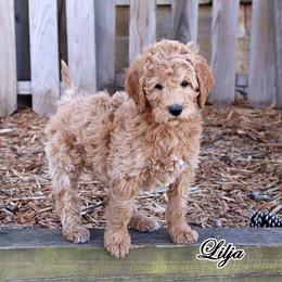 Lilja - Standard F1B - Red  female Goldendoodle puppy in Lebanon, Missouri from Knapp's Paw Prints