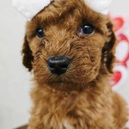 Ava - Red female Cavapoo puppy in Truckee, California from Heavenly Goldendoodles