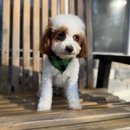 Mr. B - Parti male Goldendoodle puppy in Dallas, Texas from Bishop Golden Doodles