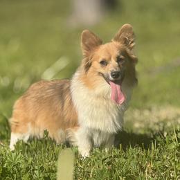 Trendy - Pembroke Welsh Corgi