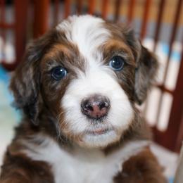 Australian Mountain Doodle, Australian Shepherd, Bernedoodle, Labradoodle, and Poodle Puppies from Island View Poodles & Doodles