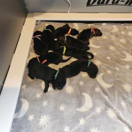 German Shepherd Puppies from Von WestLynn German Shepherds