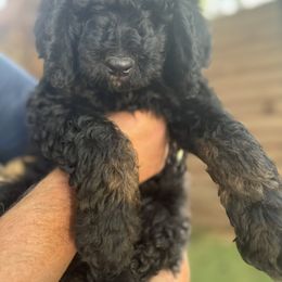 Goldendoodle Puppies from Simply Doodles Ojai