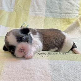 Brindle and White Female - Mint Collar - Brindle and white female Shih Tzu puppy in Crawfordsville, Indiana from Swaying Sycamore Farm