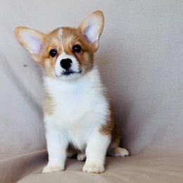 Girl 5 - female Pembroke Welsh Corgi puppy in Huntington Beach, California from Gingerbread