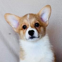 Girl 5 - female Pembroke Welsh Corgi puppy in Huntington Beach, California from Gingerbread