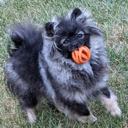 Jett - Pomeranian