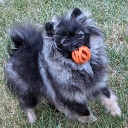 Jett - Pomeranian