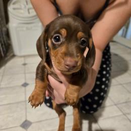 AKC Spanky - Chocolate and tan male Dachshund puppy in Onalaska, Texas from Weenies on the Lake