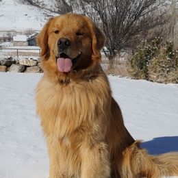 McLean - Golden Retriever
