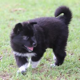 EBONY - Black female Gerberian Shepsky puppy in Gorman, Texas from Bransford Paw Pack/Timber Huskies