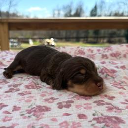 Cortado - Chocolate and cream male Dachshund puppy in Greenfield Center, New York from Ridgeview Springers & Dachshunds