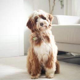 Willow - Goldendoodle