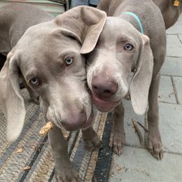 Weimaraner Puppies from Silver Spoon Weimaraners