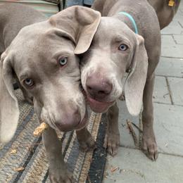 Weimaraner Puppies from Silver Spoon Weimaraners