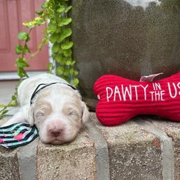 Waterloo - Cream male Labradoodle puppy in Camden, North Carolina from Oopsie Doodles of NC