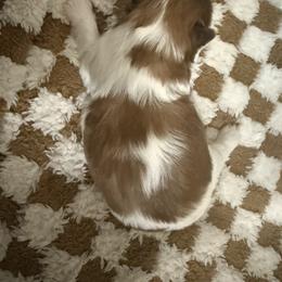 Shih Tzu Puppies from Wood Foo Breeders