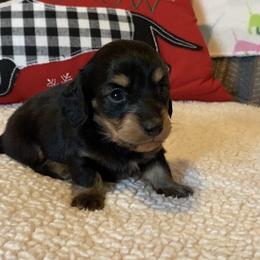 Mufasa - Black and cream male Dachshund puppy in Gladewater, Texas from Devoted Dachshunds
