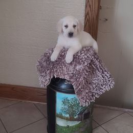 Lulu Lavender Collar - Labrador Retriever puppy from Marlene's Labrador Retrievers