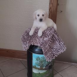 Lulu Lavender Collar - Labrador Retriever puppy from Marlene's Labrador Retrievers