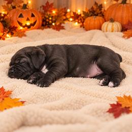 White Collar Girl - Morganza x Lawman - AKC and ICCF - Black brindle female Cane Corso puppy in Gorman, Texas from McOmber Country Kennels